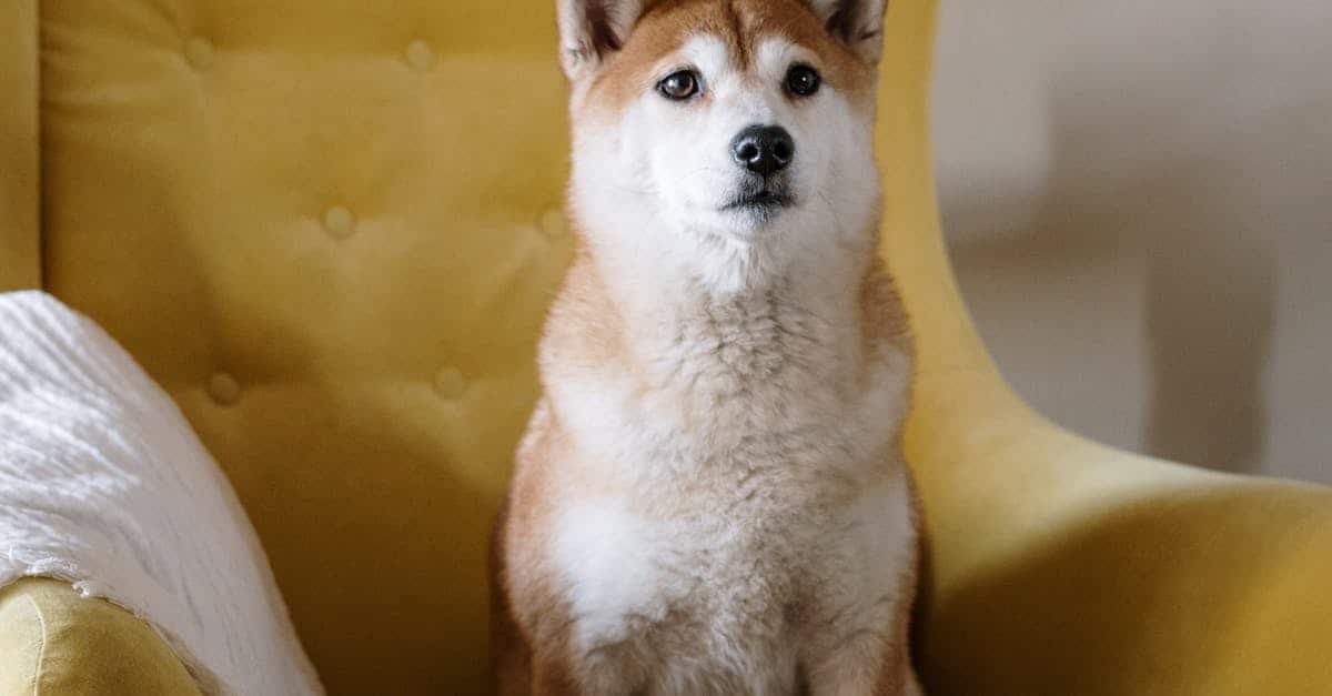 A close up of a dog