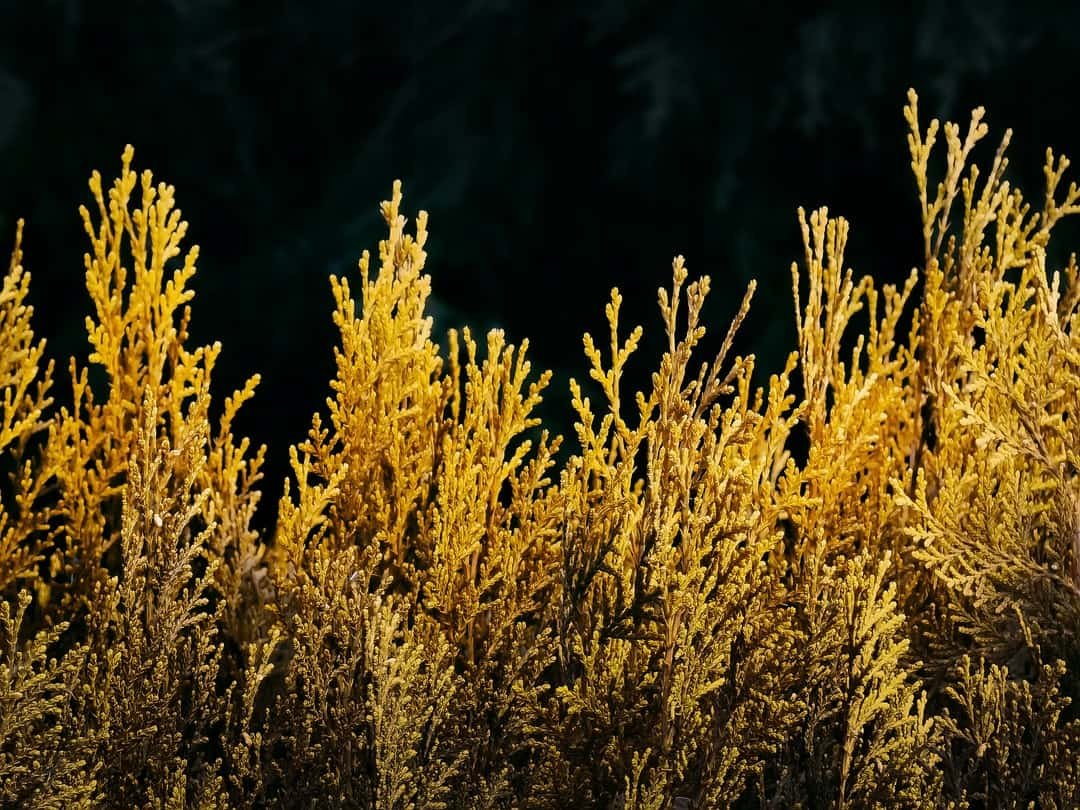 A plant in a forest