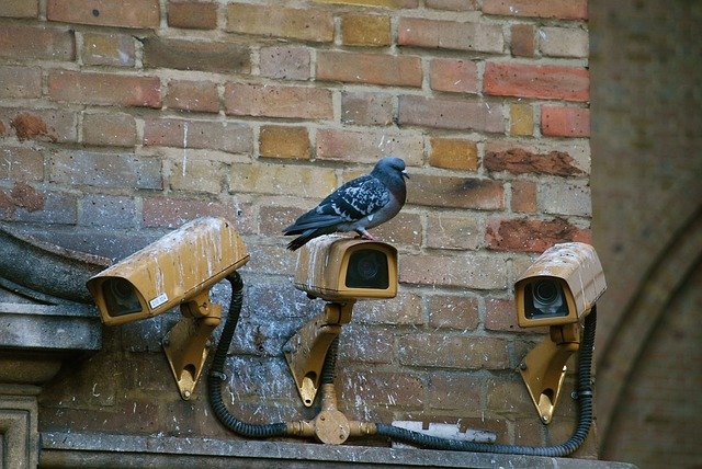 A bird sitting on a bench next to a brick wall